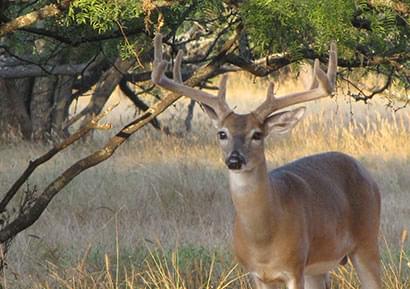Deer image 1