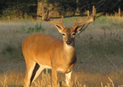 Deer image 1