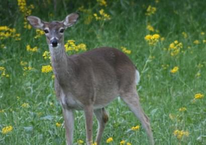 Deer image 2